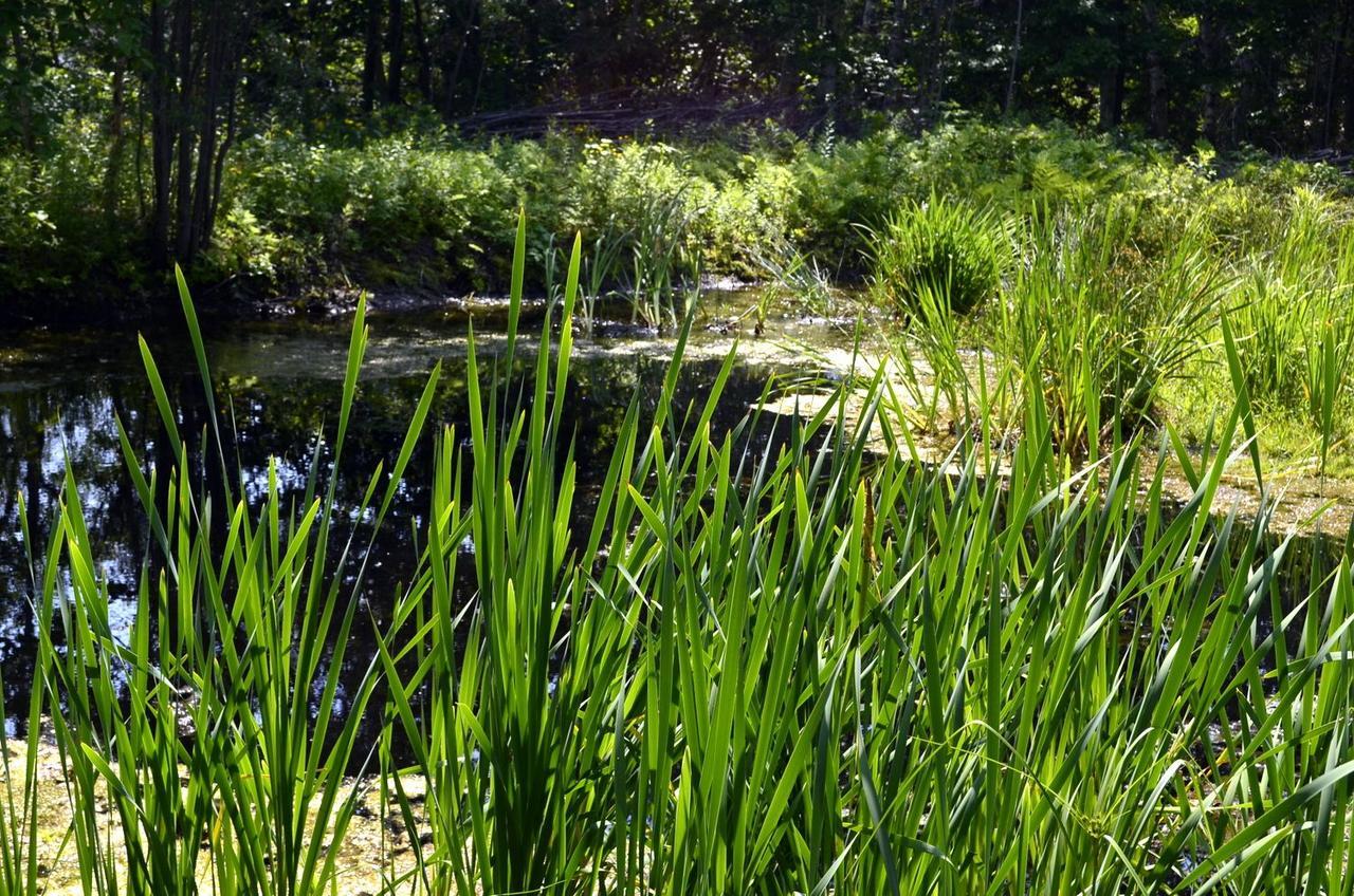 Still Point Lodge Deep Brook Eksteriør billede